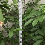 Ảnh 3
